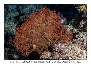 Sea Fan