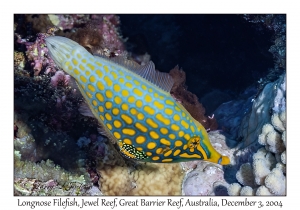 Longnose Filefish