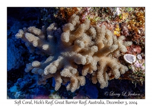 Soft Coral