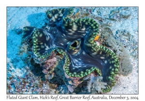 Fluted Giant Clam