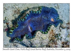 Smooth Giant Clam