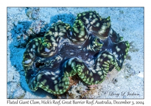 Fluted Giant Clam