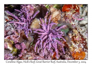 Coralline Algae