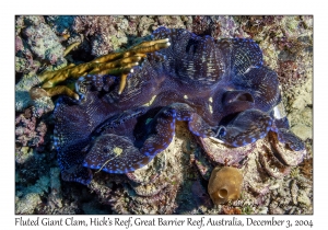 Fluted Giant Clam