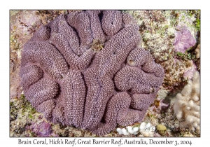 Brain Coral