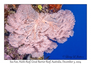 Sea Fan