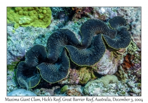 Maxima Giant Clam