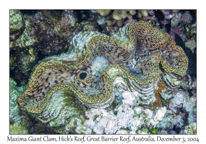 Maxima Giant Clam