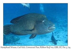 Humphead Wrasse