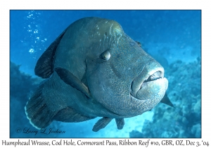 Humphead Wrasse