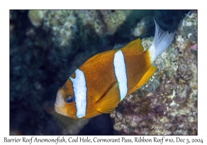 Barrier Reef Anemonefish