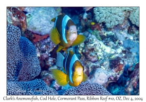 Clark's Anemonefish