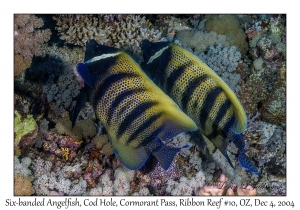 Six-banded Angelfish