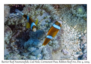 Barrier Reef Anemonefish