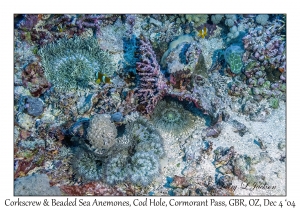 Corkscrew & Beaded Sea Anemones