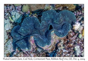 Fluted Giant Clam