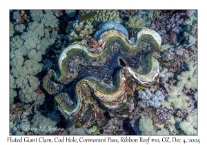 Fluted Giant Clam