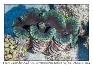 Fluted Giant Clam