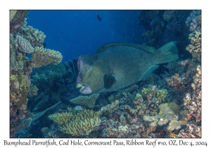 Bumphead Parrotfish