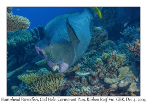 Bumphead Parrotfish