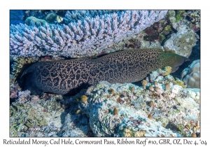 Reticulated Moray