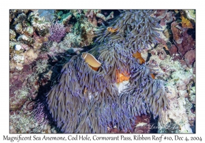 Magnificent Sea Anemone