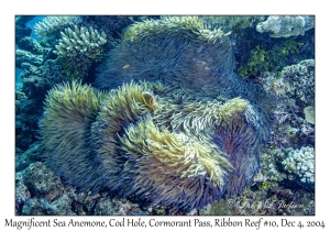 Magnificent Sea Anemone