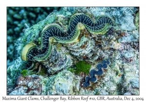 Maxima Giant Clam