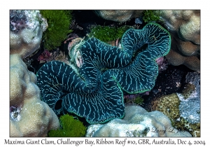 Maxima Giant Clam