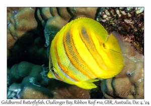 Goldbarred Butterflyfish