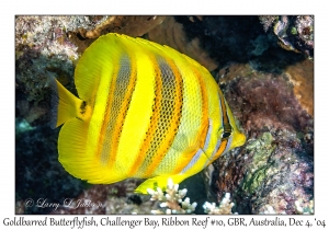 Goldbarred Butterflyfish