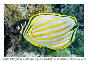 Ornate Butterflyfish