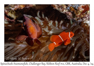 Spinecheek Anemonefish