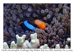 Clark's Anemonefish