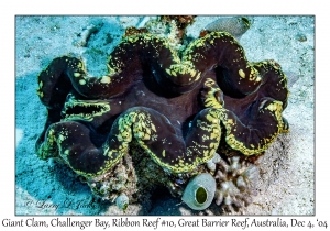 Giant Clam