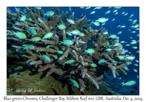 Blue-green Chromis