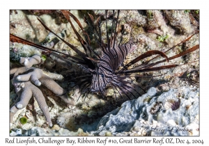 Red Lionfish