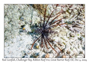 Red Lionfish