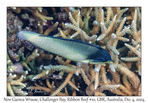 New Guinea Wrasse