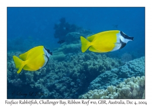 Foxface Rabbitfish