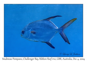 Snubnose Pompano