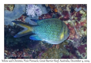 Yellow-axil Chromis