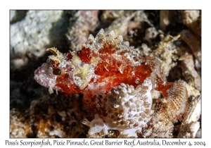 Poss's Scorpionfish