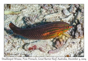 Doublespot Wrasse