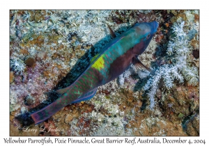 Yellowbar Parrotfish