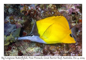 Big Longnose Butterflyfish