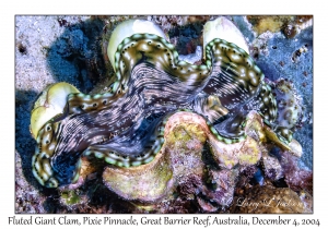 Fluted Giant Clam