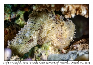 Leaf Scorpionfish