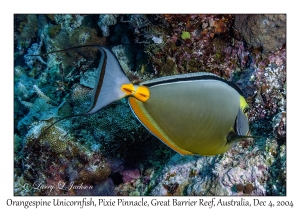 Orangespine Unicornfish