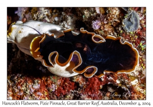 Hancock's Flatworm